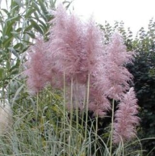 Décorer son jardin avec des graminées