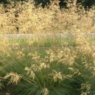 Décorer son jardin avec des graminées