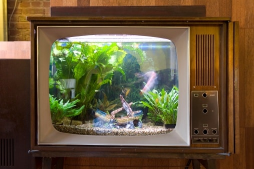 Aquarium tele