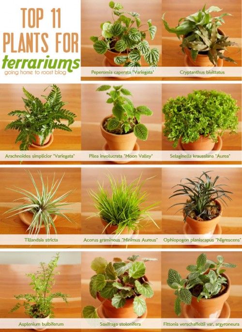 Exemples de plantes idéales pour la réalisation d'un terrarium maison ! / Source : pinterest