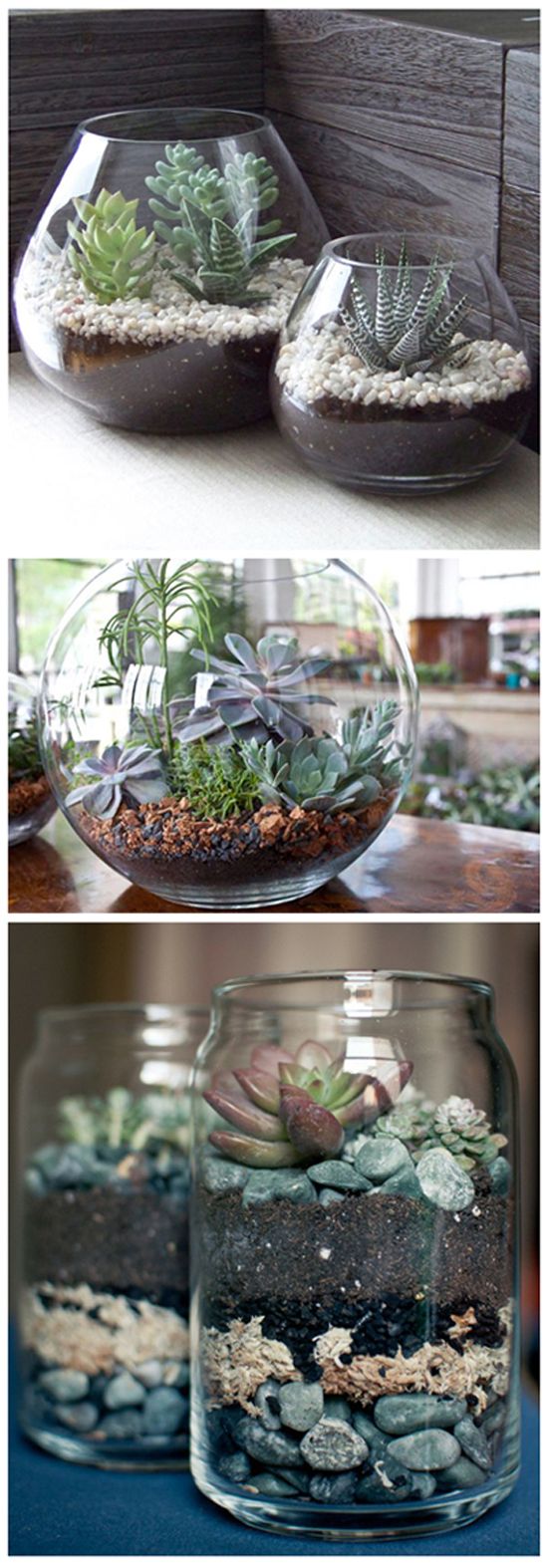 Quel contenant utiliser pour votre terrarium ?