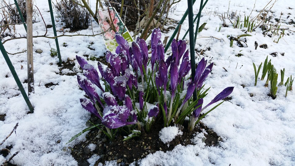 Comment bien entretenir son jardin en hiver ?