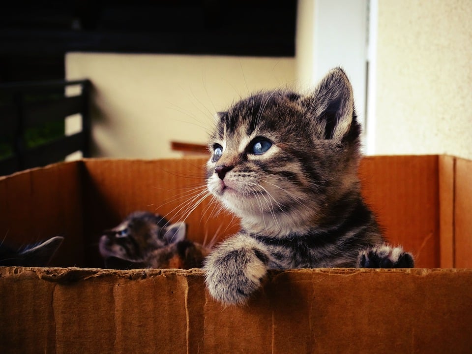 Aménager un coin nurserie pour vos chatons