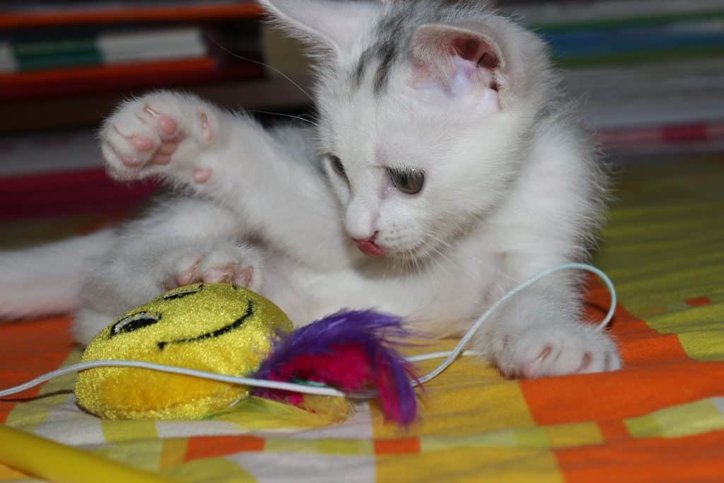 Comment aménager son appartement pour son chat ?