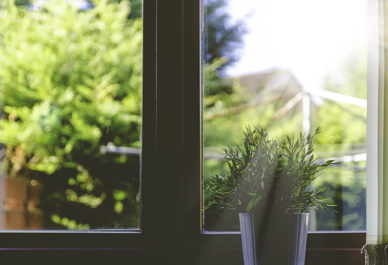 Plante posée devant une fenêtre pour la décoration