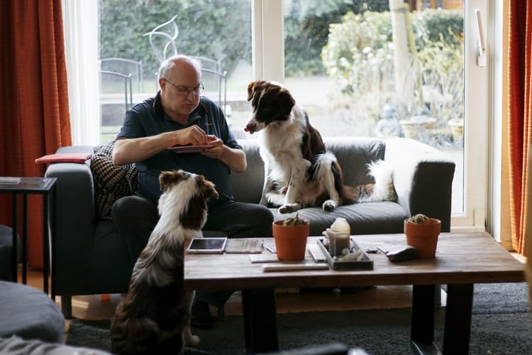 Conseils d’éducation pour que son chien ne ruine pas les meubles